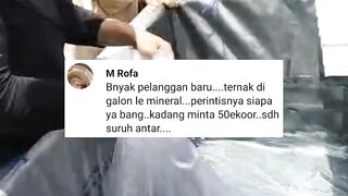 Siapa perintis budidaya lele DIGALON Le mineral❗Yang tau komen...