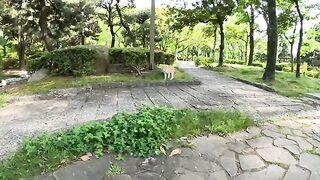 A cat eats grass while walking in the garden