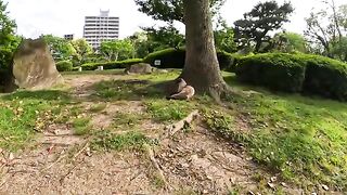 Cats gather on the park square and take a nap