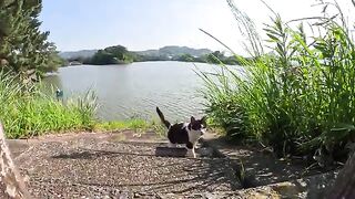 A cow cat is happy to touch a person in a pond