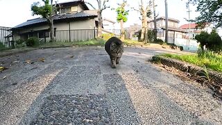 A fat cat took a short walk with a man to lose weight