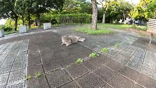 A fat gray cat relaxes and shows people its big belly