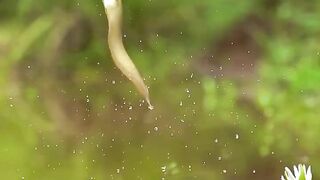 fish eat snake oh my god