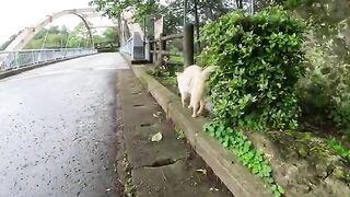 A white cat with blue eyes is happy when a person touches its cheek.