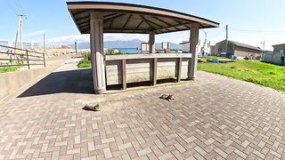 A cute cat greets people at the entrance to the island.