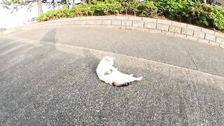 A cat with a unique face cleans its fur while bathing under the setting sun.