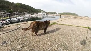 A cat living in a fishing port is trying to hunt a large seabird