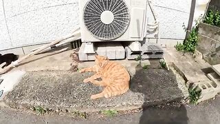 The fat cat protects his friend's black cat