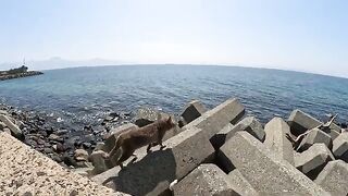 Cats living on stones in the sea try to bite my hand