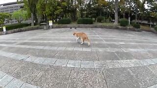 A cute cat climbed into the fountain and received a massage from a human