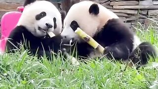 Panda Brothers