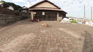 The little cat observes how the older cat communicates with people.