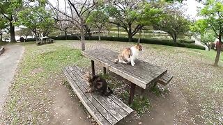 Fat cats occupy a table in the park and rest