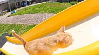 Cute cats happily play on the slide in the park