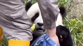 Panda Babies are so cute and smart