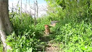 Friendly cats go to the recreation area in the park together