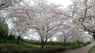 A cat that looks like a seal went out on the road to look at the cherry blossoms.