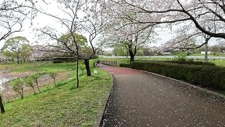 I'm looking at the cherry blossoms in the recreation area in the park with my cute cat.