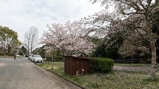 Two cats rest in a hut and look at a blooming cherry tree.