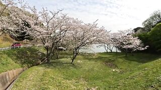 When I went to see the beautiful cherry blossoms, I was greeted by a black cat.