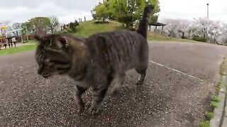 A cute cat goes with me to see the cherry blossoms.