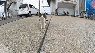 Cute cats take turns being touched by people in a fishing port