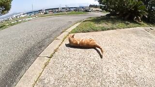 A whirlwind cat bites a man's hand and plays