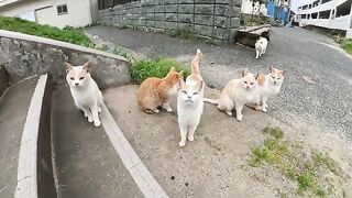 I was surrounded and attacked by many cute cats.