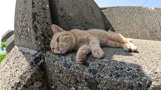 When I went to the beach, cute cats were lying on the stairs.