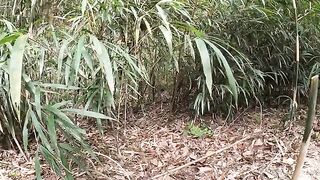 Cute cat brothers came to meet people from bamboo thickets