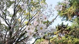 Two striped cats are looking at cherry blossoms in the recreation area