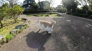 A cat that looks like tea with milk attacks human hands with its legs and fangs