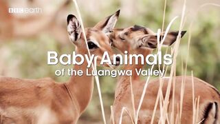 Baby Animals of the Luangwa Valley | Eden: Untamed Planet