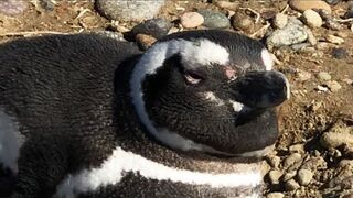 Protecting a Penguin Colony | My Place on Earth