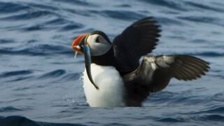 Puffin Hunts Fish To Feed Puffling | Blue Planet