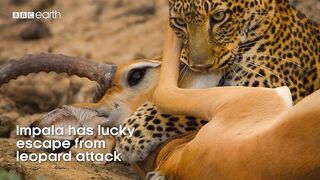 Leopard vs Impala vs Hyena | Eden: Untamed Planet