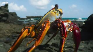 Crab vs Eel vs Octopus | Blue Planet II