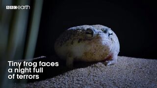 Tiny Frog Faces Night Full Of Terrors | Eden: Untamed Planet