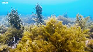 Cuttlefish Mimics Being Female To Mate | Blue Planet