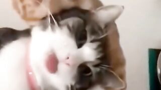 funny pets video 56