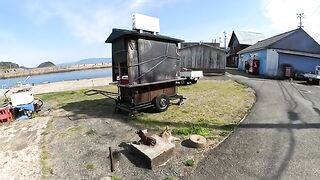 A tabby cat refuses to contact people in front of a food stall