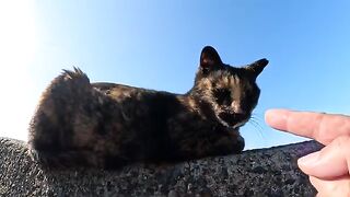 Cats resting in line on the road are touched by people