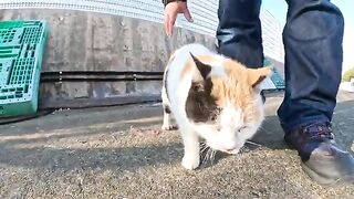 A cat with a heart symbol on its body is happy when people touch it.