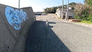 A Siamese cat climbed onto an embankment to be massaged by a man