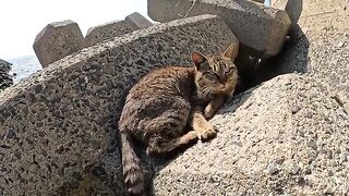 Cute striped cats are resting in the gap between tetra-pots