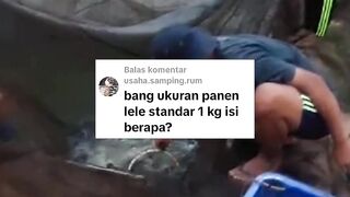 Cara mengetahui standarisasi ukuran lele konsumsi dan harganya