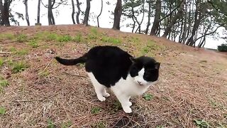 A cute parent and a baby cat compete for the right to interact with people