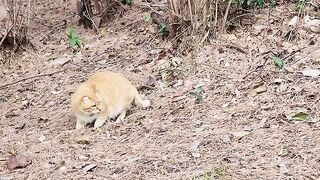 A cat that has lost one ear hunts for a large butterfly