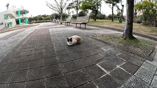 A raccoon-like Siamese cat lies down showing its belly to people