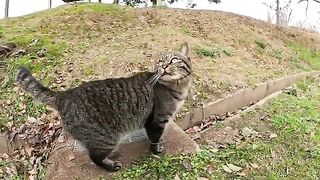 The striped cat followed the man and climbed onto my lap.